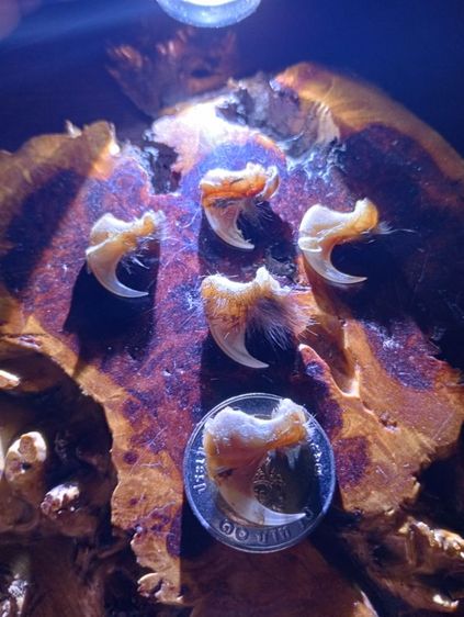  แท้เก่าโบราณสภาพเยี่ยม รูปที่ 2