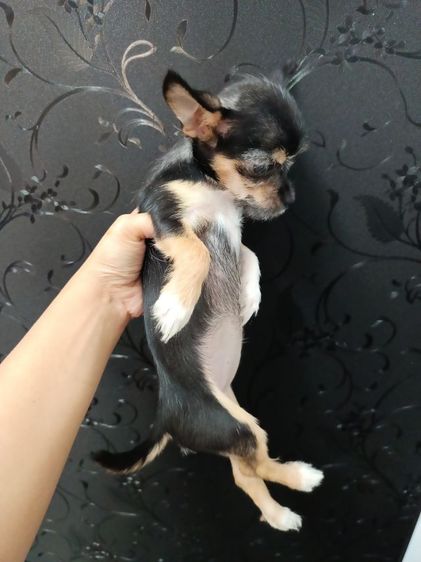 ชิวาวา (Chihuahua) เล็ก ชิวาวาผสมชิสุเพศเมีย