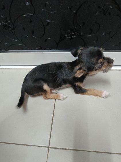 ชิวาวาผสมชิสุเพศเมีย รูปที่ 4