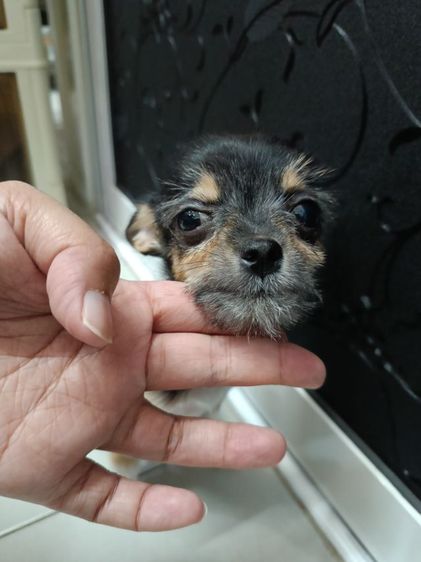 ชิวาวาผสมชิสุเพศเมีย รูปที่ 6