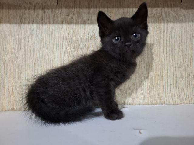 ลูกครึ่งเปอร์เซียบริติช รูปที่ 11