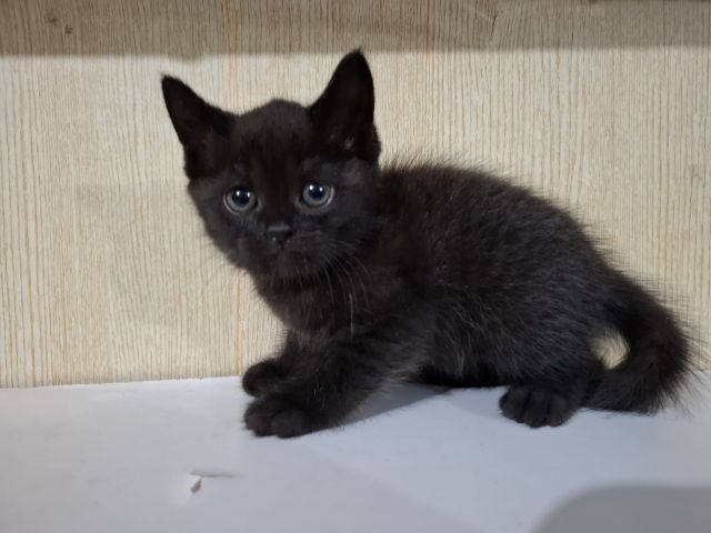 ลูกครึ่งเปอร์เซียบริติช รูปที่ 13