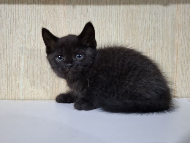 ลูกครึ่งเปอร์เซียบริติช รูปที่ 10