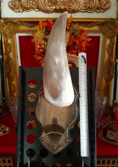 แท้ทั้งชุดสุดงามสภาพเยี่ยม..เขาแท้ไม้แท้โลหะแท้ยังไม่เคยโชว์หรือใช้งานที่ไหนมาก่อน รูปที่ 14