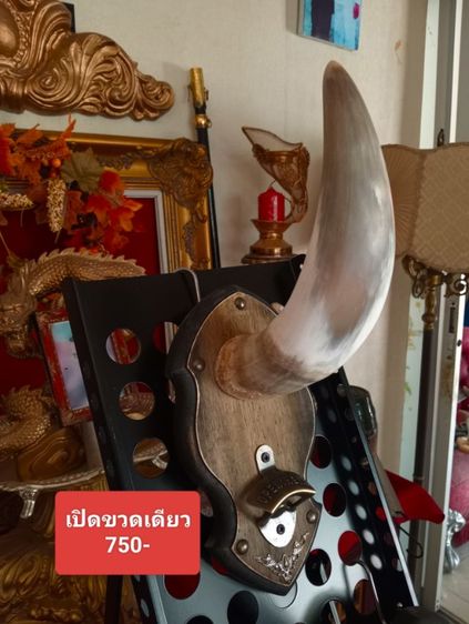 แท้ทั้งชุดสุดงามสภาพเยี่ยม..เขาแท้ไม้แท้โลหะแท้ยังไม่เคยโชว์หรือใช้งานที่ไหนมาก่อน รูปที่ 2