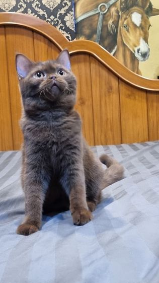 แมวบริติช รูปที่ 5