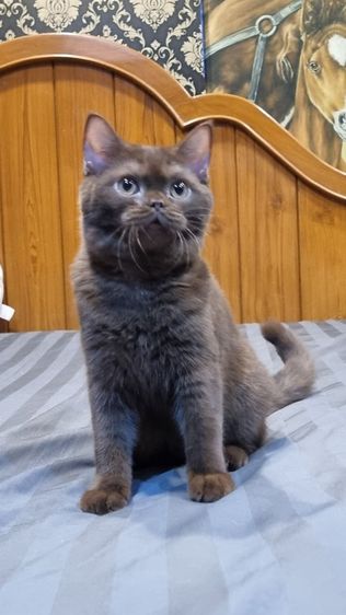 แมวบริติช รูปที่ 4