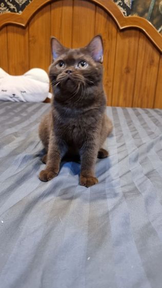 แมวบริติช รูปที่ 2