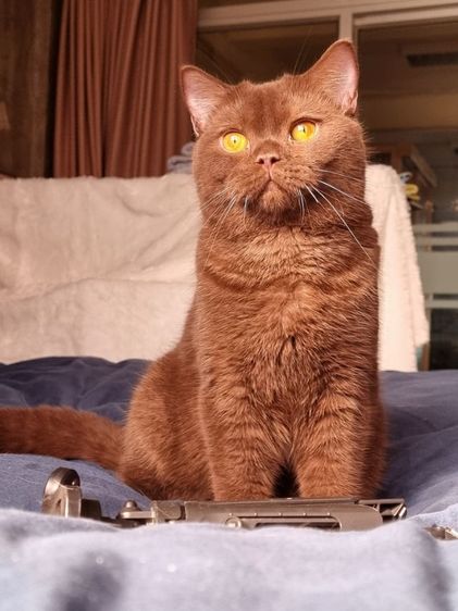 แมวบริติช รูปที่ 8