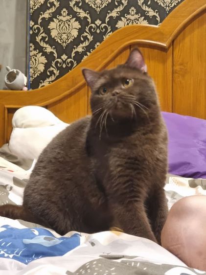 แมวบริติช รูปที่ 3