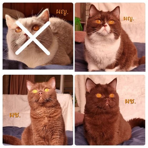 บริติช ชอร์ตแฮร์ (British Shorthair) แมวบริติช