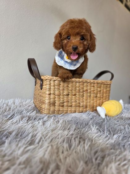 พุดเดิ้ล (Poodle) เล็ก พุดเดิ้ลทอยสีแดงเข้ม