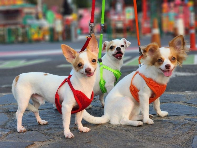 ชิวาวา (Chihuahua) กลาง น้องหมาชิวาวา ให้ฟรี สำหรับคนรักน้องจริงๆ
