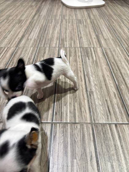 ชิวาวา (Chihuahua) เล็ก ชิวาวา