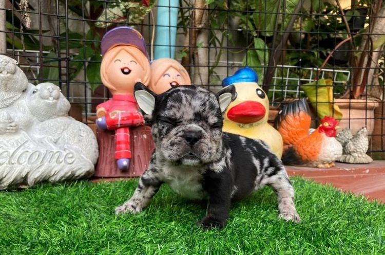 ลูกสุนัขเฟร้นบลูด๊อกเพศเมีย รูปที่ 13