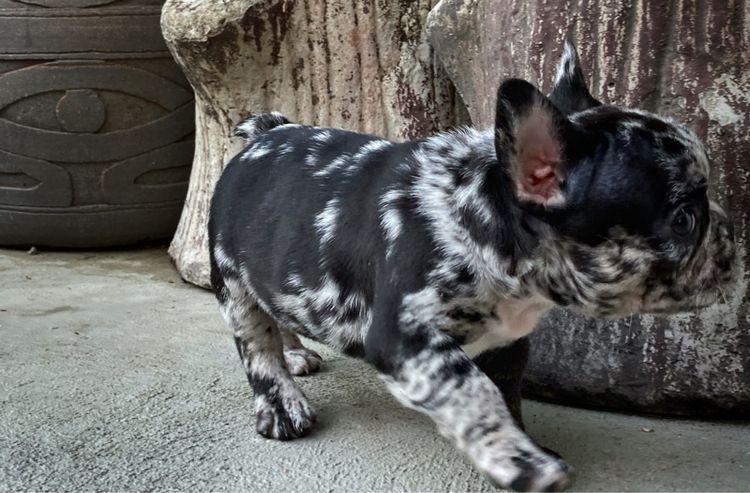 ลูกสุนัขเฟร้นบลูด๊อกเพศเมีย รูปที่ 2