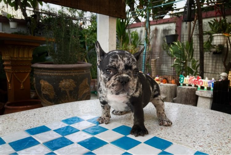 ลูกสุนัขเฟร้นบลูด๊อกเพศเมีย รูปที่ 10