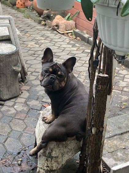 ลูกสุนัขเฟร้นบลูด๊อกเพศเมีย รูปที่ 16