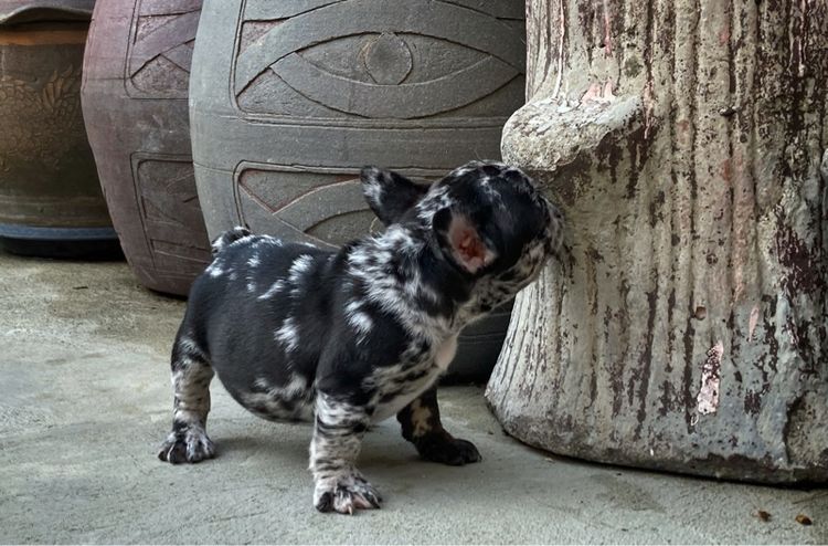 ลูกสุนัขเฟร้นบลูด๊อกเพศเมีย รูปที่ 4