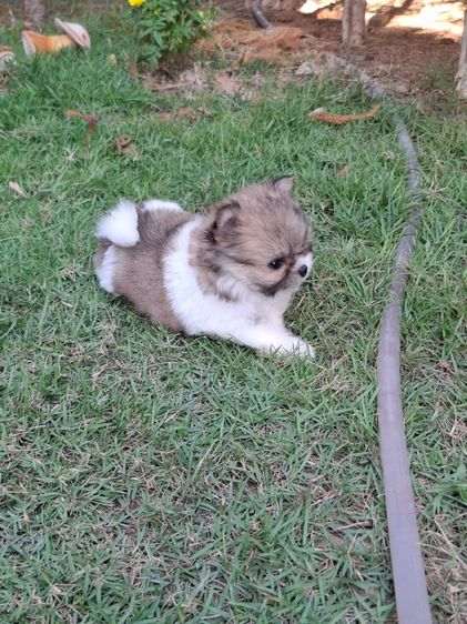 ปอมผสม รูปที่ 3