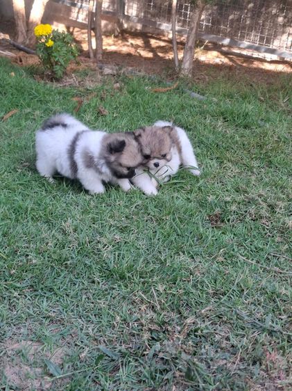 ปอมผสม รูปที่ 2