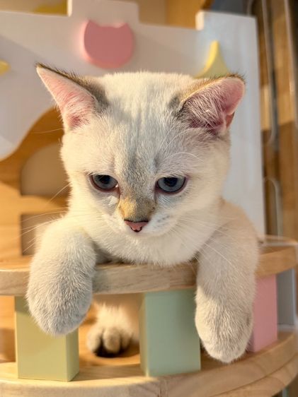 British Shorthair รูปที่ 2