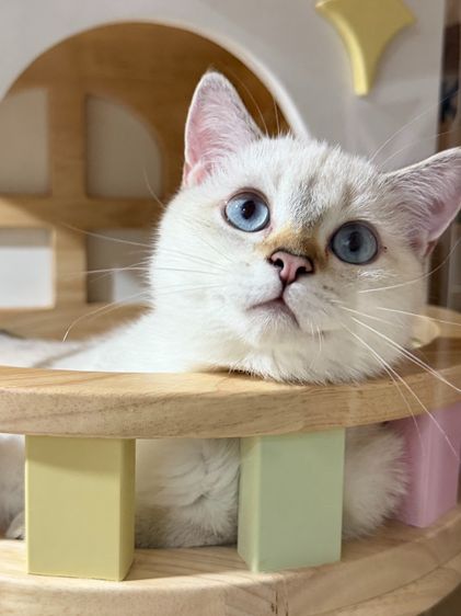 British Shorthair รูปที่ 5