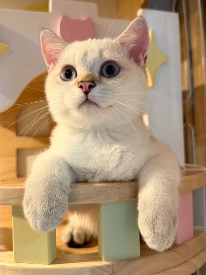 British Shorthair รูปที่ 3