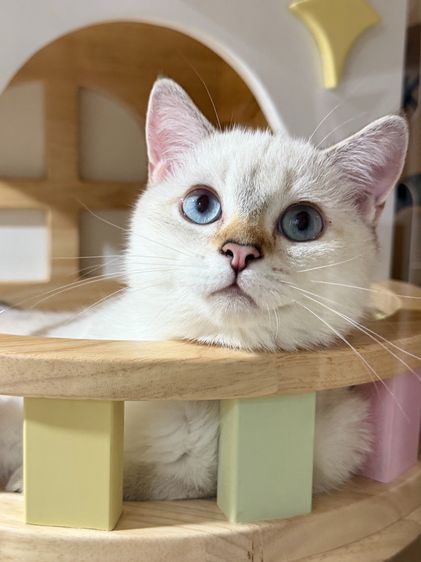 British Shorthair รูปที่ 7