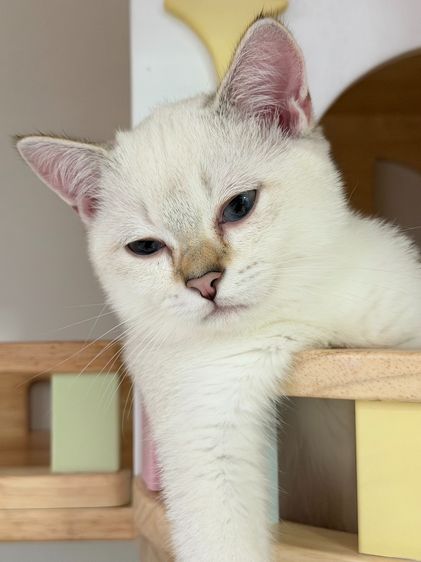 British Shorthair รูปที่ 4