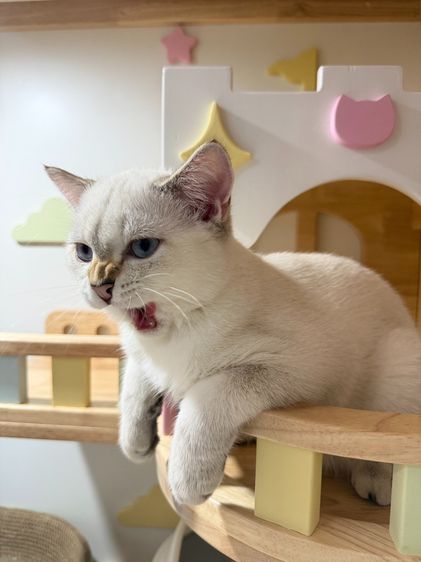 British Shorthair รูปที่ 13