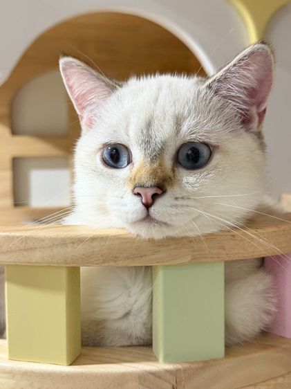 British Shorthair รูปที่ 11