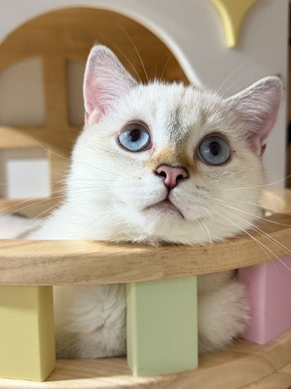 British Shorthair รูปที่ 12