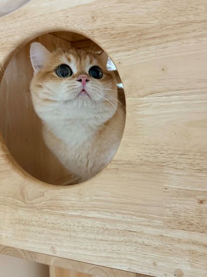 British Shorthair รูปที่ 6