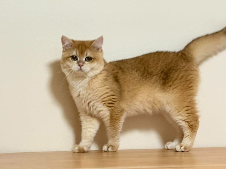 British Shorthair รูปที่ 4