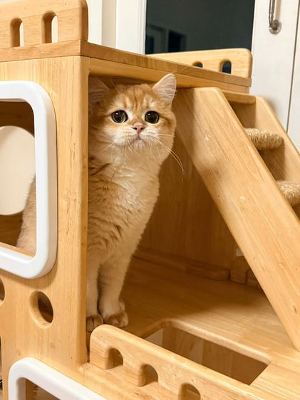 British Shorthair รูปที่ 9