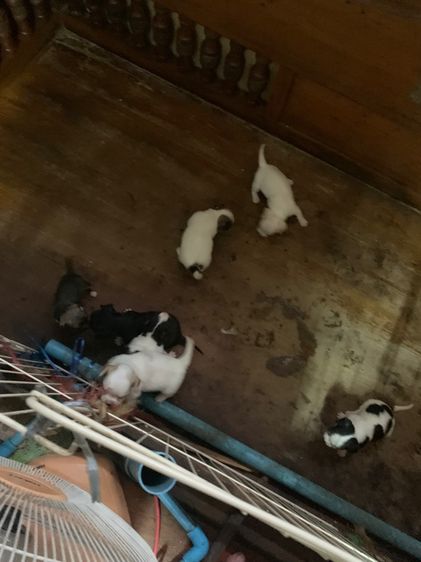 น้องชิวาวา รูปที่ 4