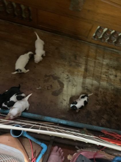 น้องชิวาวา รูปที่ 7