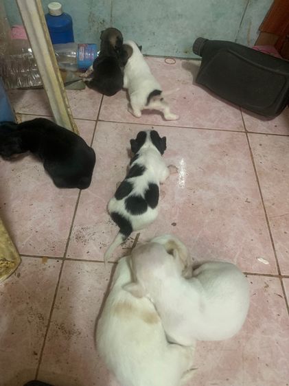 น้องชิวาวา รูปที่ 2