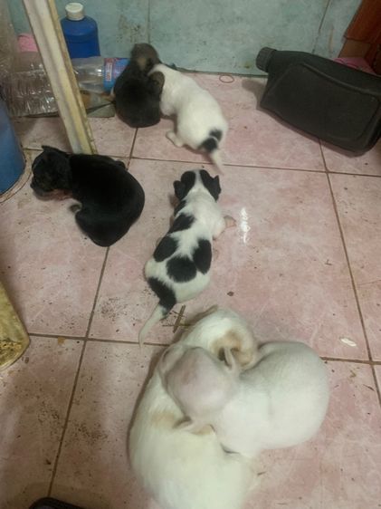 ชิวาวา (Chihuahua) เล็ก น้องชิวาวา