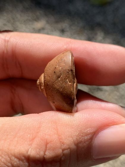 พระซุ้มกอ รูปที่ 5