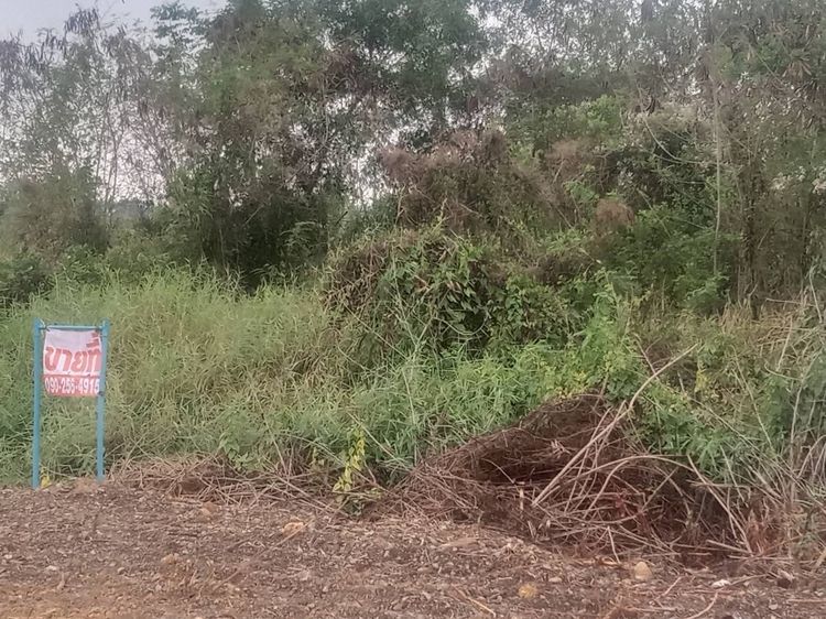 ที่ดินติดถนนใหญ่ 400เมตร รูปที่ 4