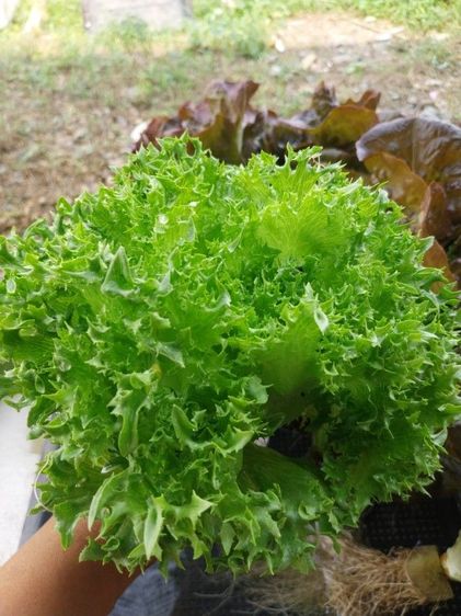 ผักสลัดไฮโดร์โปร์นิกส์