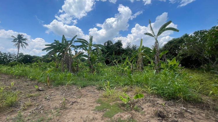 ขายที่ดิน 7 ไร่ ปากช่อง-เขาใหญ่ (แบ่งขายได้) ติดถนนธนะรัชต์ ต.หนองน้ำแดง 