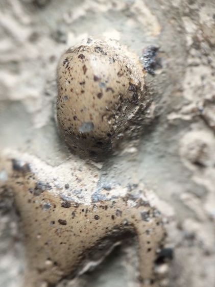 พระบางลำพูนเนื้อดินครับ รูปที่ 11