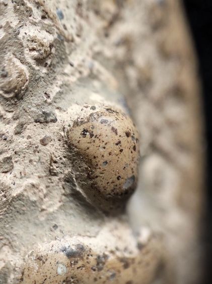 พระบางลำพูนเนื้อดินครับ รูปที่ 12