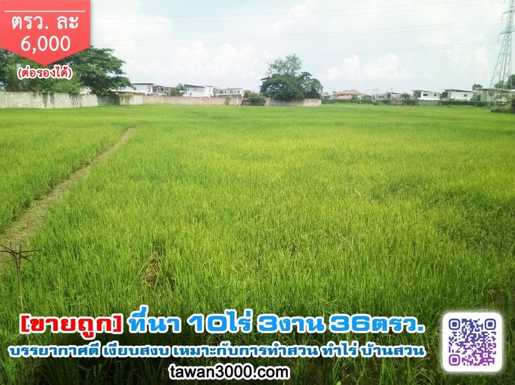 (ขายถูก)ที่นา 10ไร่ 3งาน 36ตรว. บรรยากาศดี เงียบสงบ ติดกุลพันธ์วิลล์9 ใกล้กาดฝรั่ง ตรว.ละ 6,000