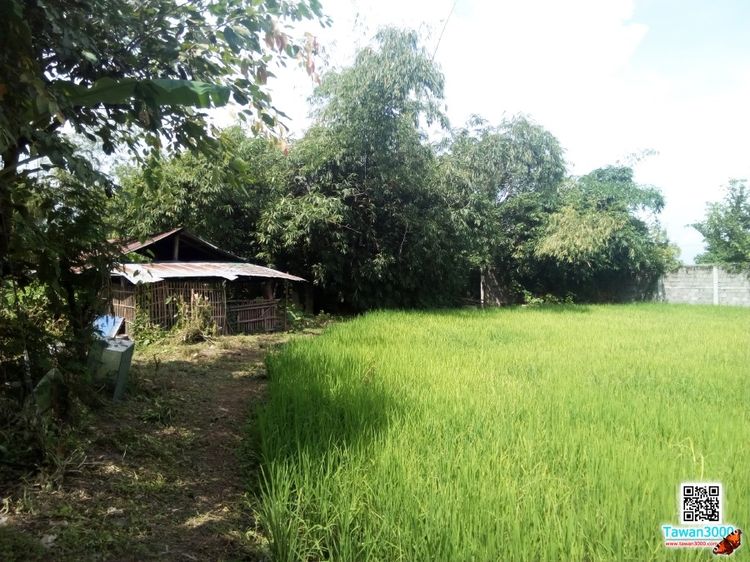 (ขายถูก)ที่นา 10ไร่ 3งาน 36ตรว. บรรยากาศดี เงียบสงบ ติดกุลพันธ์วิลล์9 ใกล้กาดฝรั่ง ตรว.ละ 6,000 รูปที่ 2