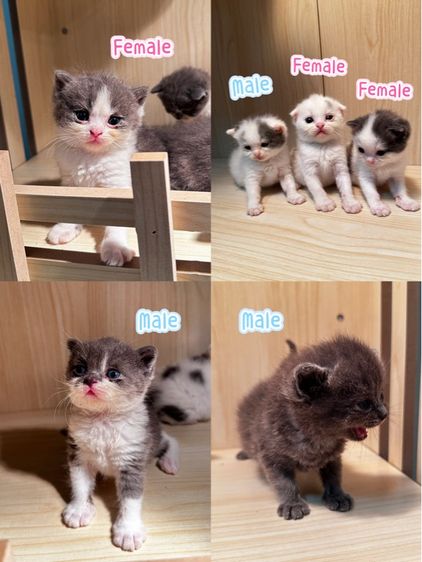 สก็อตติช โฟลด์ (Scottish Fold) แมวสก็อตติชแท้ ✅