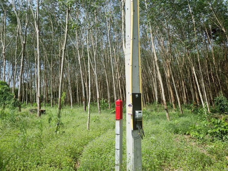 🏅ทำเลทอง ที่ดิน 2 ไร่ ใกล้ถนนสุขุมวิทเพียง 300 ม. (แกลง,ระยอง) รูปที่ 4